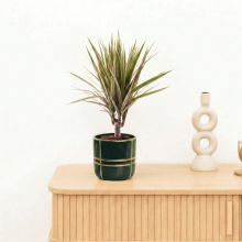 Bambino Dracaena Bicolor stam   30 cm