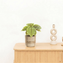 Bambino Pilea Moonvalley   10 cm