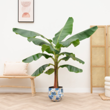 Bananenplant (Musa)   180cm