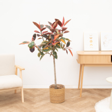 Ficus Elastica Belize op stam   130cm