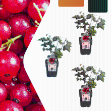 Biologische kruisbessenplanten   20 cm