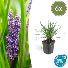 Green bubble Liriope Muscari 'Big Blue'   20cm