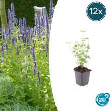 Agastache 'Black Adder'   20cm
