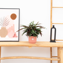 Calathea Elgergrass   70cm