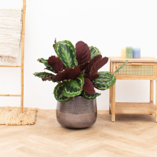 Calathea Medaillon   80cm