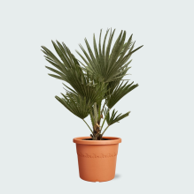 Chamaerops Humilis Vulcano   80cm