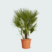 Chamaerops Humilis   130cm