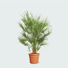 Chamaerops Humilis   160cm