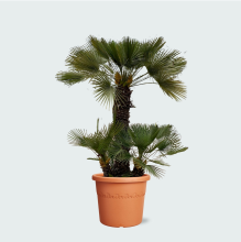 Chamaerops Humilis   230cm