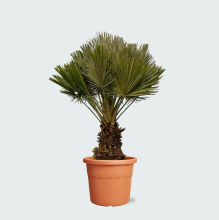 Korona Chamaerops Humilis Vulcano compact   140cm