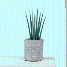 Sansevieria cylindrica 'Bacularis'   40cm