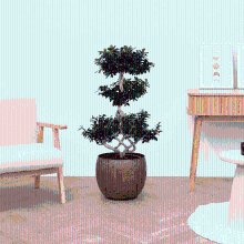 Ficus Microcarpa Ginseng chinese knol   110 cm