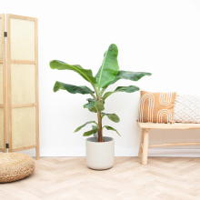 Bananenplant   110cm