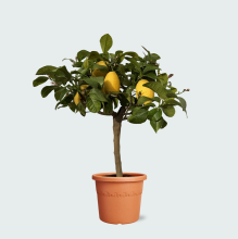 Citroenboompje   70cm