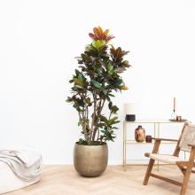 Codiaeum Petra   210cm
