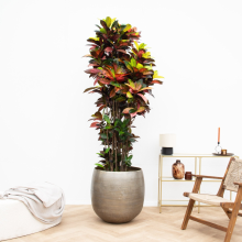 Codiaeum Iceton   210 cm