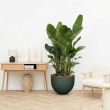 Combi deal   3x Strelitzia Nicolai 6 stek inclusief pot Jumbo Mila Pine Green   200cm