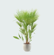 Green bubble Combi deal   Chamaerops Humilis inclusief pot Grigio new egg   170cm