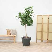 Green bubble Combi deal   Ficus Benghalensis Audrey inclusief pot Bucket   190cm