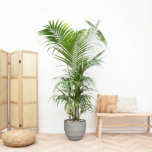 Combi deal   Kentia Palm XXL inclusief pot Bordo New Egg   220cm