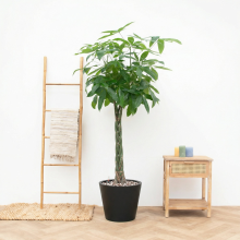 Combi Deal   Pachira Aquatica inclusief pot Bucket   150cm