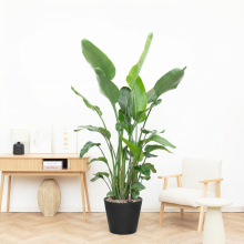 Green bubble Combi deal   Strelitzia Nicolai inclusief pot Bucket   200cm