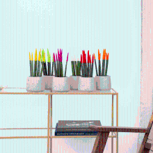 Sansevieria VELVET TOUCHZ   Geel   Groen   Roze   Wit   Rood   Oranje