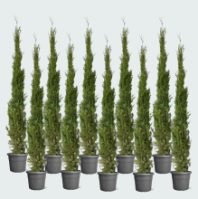 10X Cupressus Leylandii   160cm