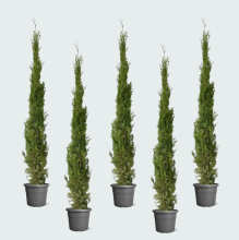 5X Cupressus Leylandii   160cm