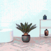 Cycas Revoluta   60cm
