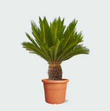 Cycas Revoluta   130cm