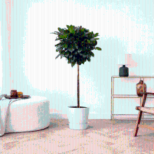 Ficus Cyathistipula op stam   130cm