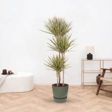 Dracaena Bicolor   160cm