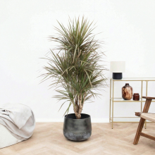 Dracaena bicolor vertakt   160 cm