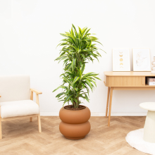 Dracaena Deremensis Lemon Lime vertakt   150cm