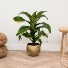 Dracaena Dorado   60 cm