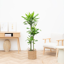 Dracaena Golden Coast   150cm