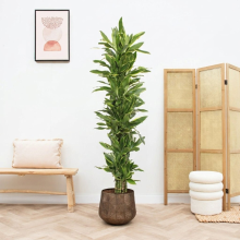 Medisana Dracaena Golden Coast struik   180cm