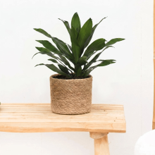 Dracaena Green Jewel   60cm