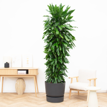 Dracaena Janet Lind vertakt   230 cm