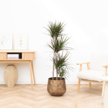 Dracaena Magenta   160cm
