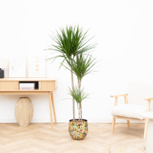 Dracaena Marginata   160cm