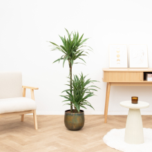 Dracaena Warneckei   130cm