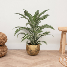 Dracaena White jewel   60 cm