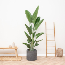 Strelitzia Augusta multi stam XXL   225cm