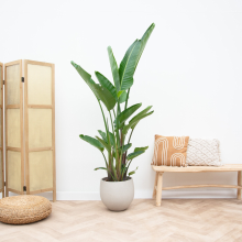 Strelitzia Augusta multi stam XXL   250cm