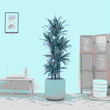 Dracaena Warneckei carrousel   200cm