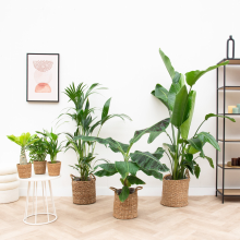 Eensgezinswoning plantenpakket inclusief manden