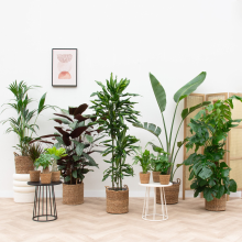 Vrijstaand huis plantenpakket inclusief manden