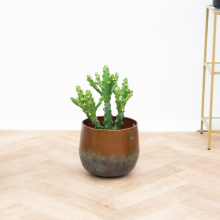 Euphorbia Maurentania   50 cm